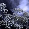 Mrigasira Full Moon