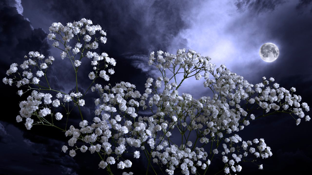 Mrigasira Full Moon