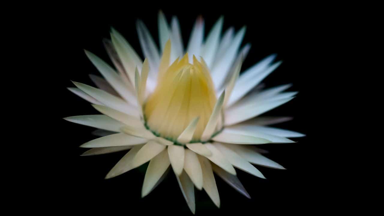 Bharani