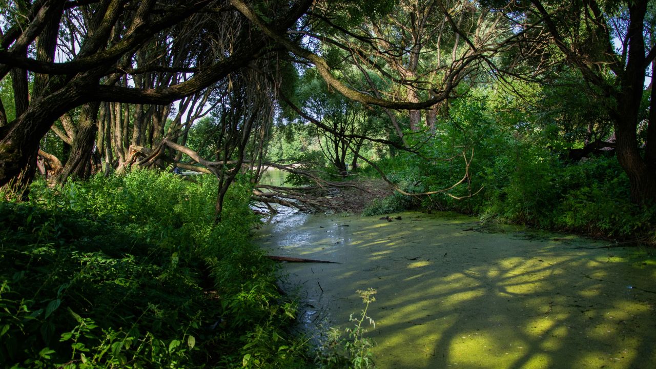 Anuradha