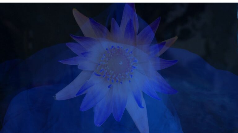 Magnetic Pulse Astrology featuring Michael Reed: Thrill of It All – Moon in Purva Phalguni August 13th, 2026