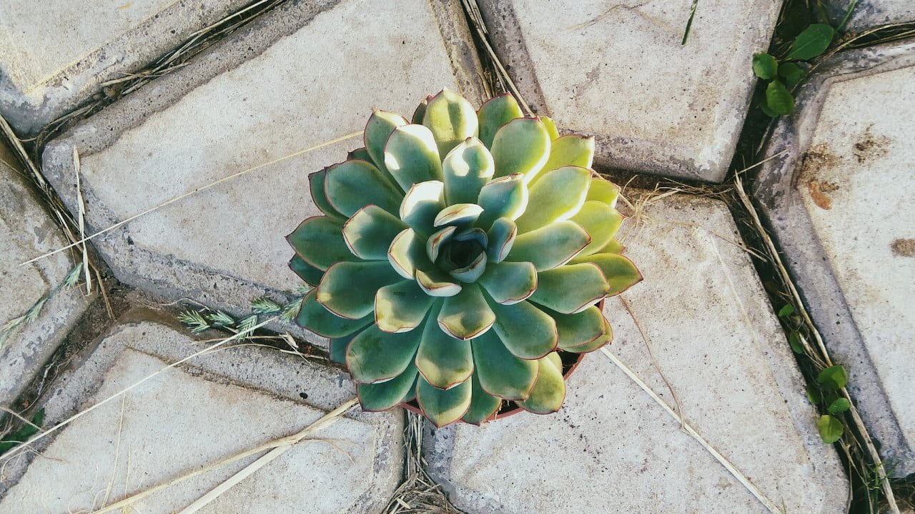 Pushya